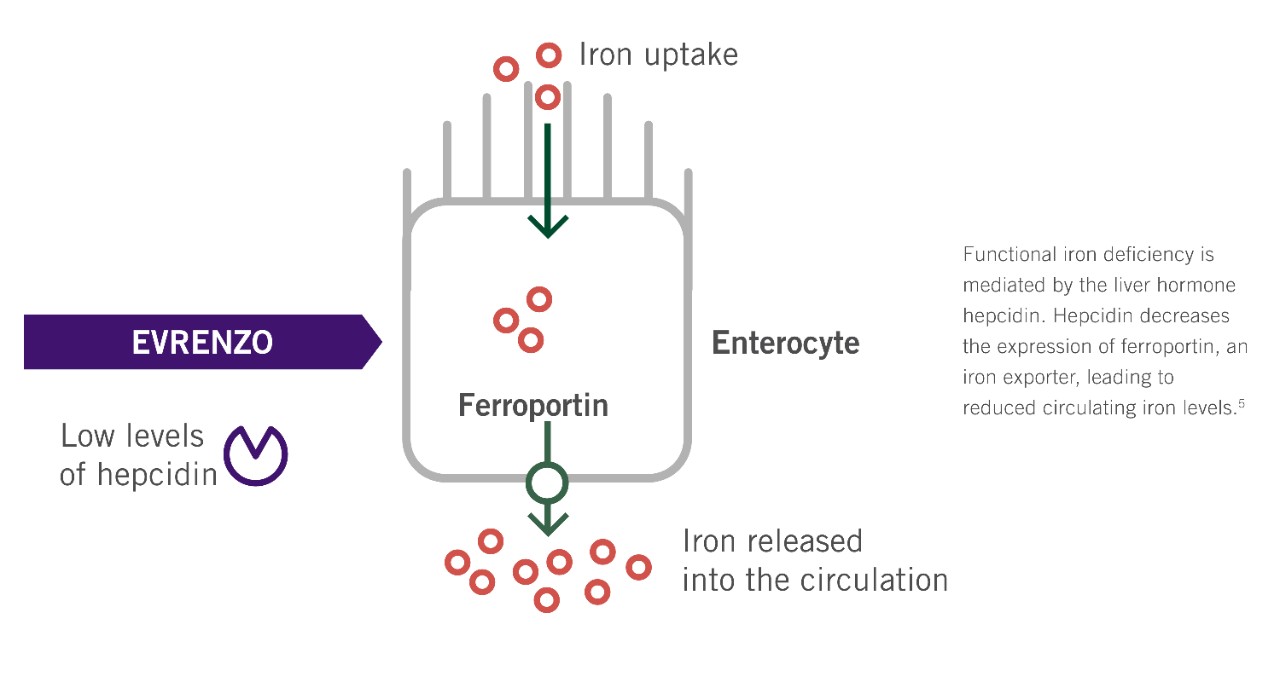 Illustration of effect of Evrenzo on hepcidin and iron