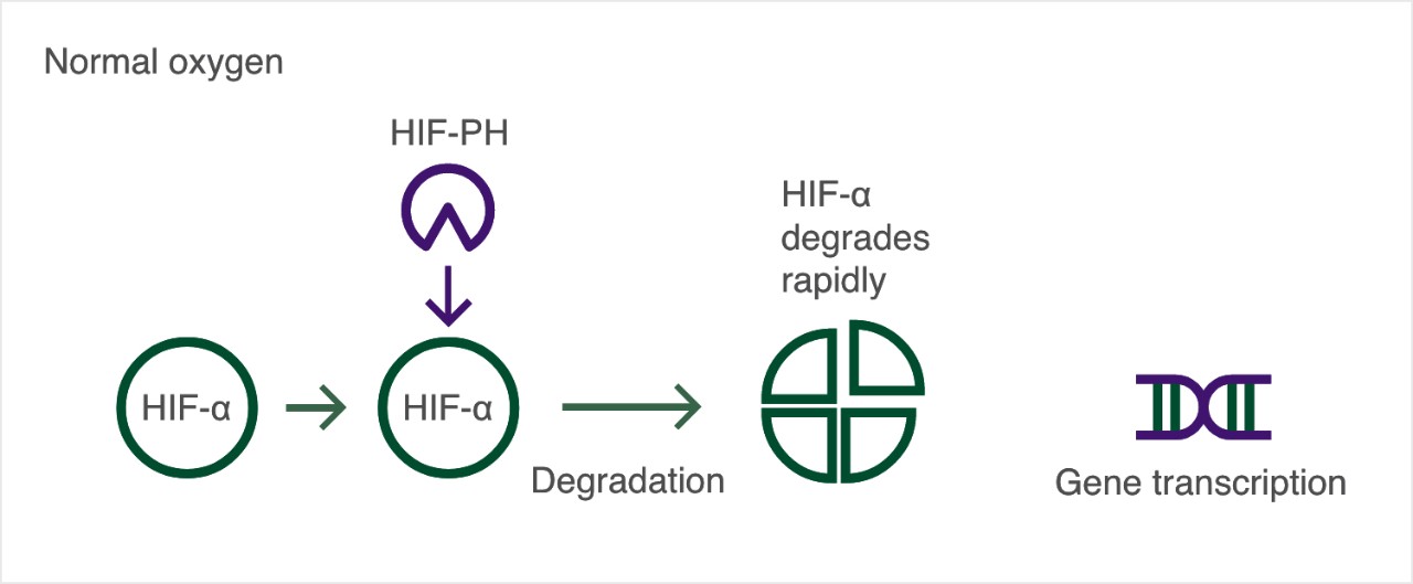 Illustration of HIF pathway - normal oxygen